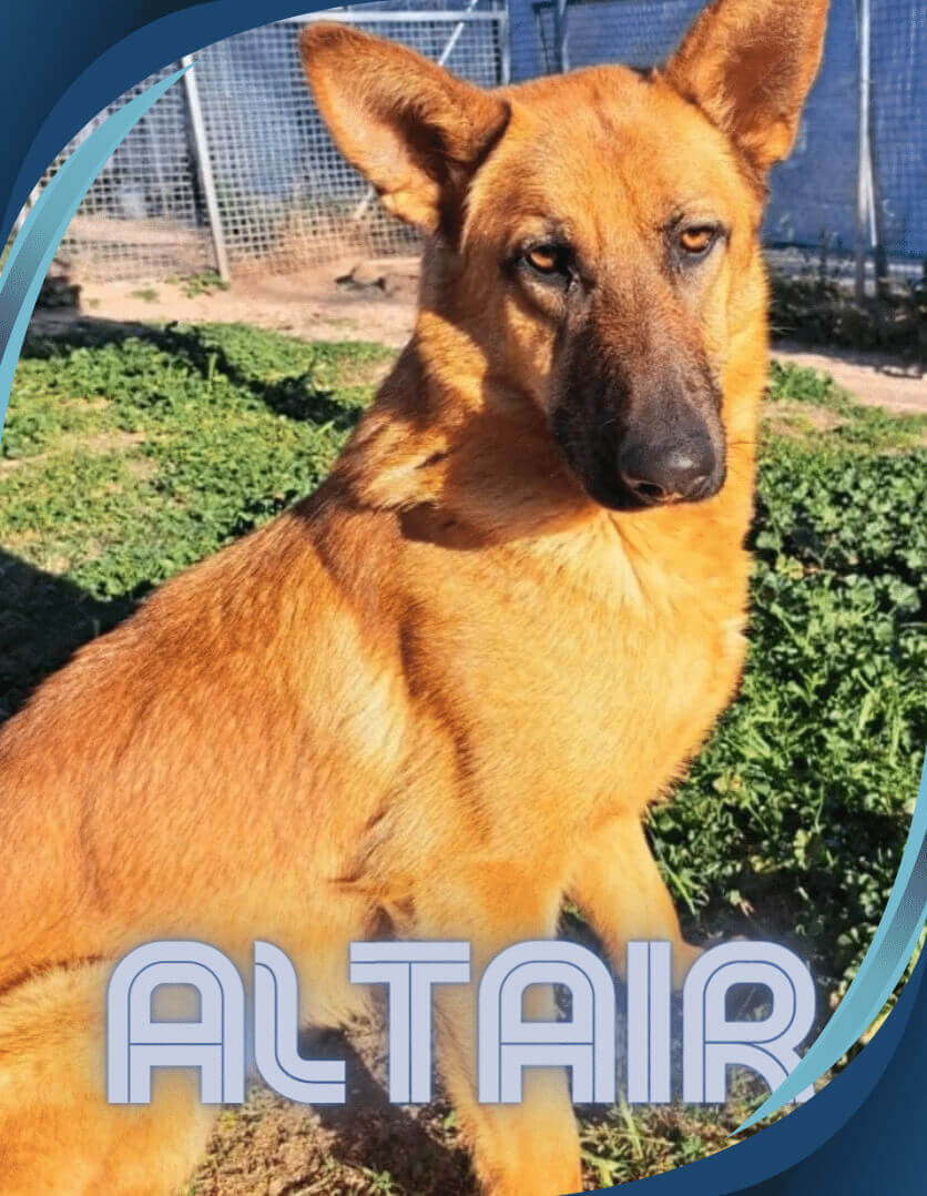 Altair en adopción urgente.